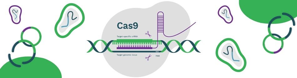 TFS-Gene-Editing-Infographic-Banner-950x250 TFS-Gene-Editing-Infographic-Banner-950x250
