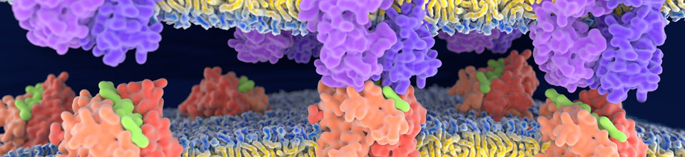 Crosslinking Mass Spectrometry Crosslinking Mass Spectrometry