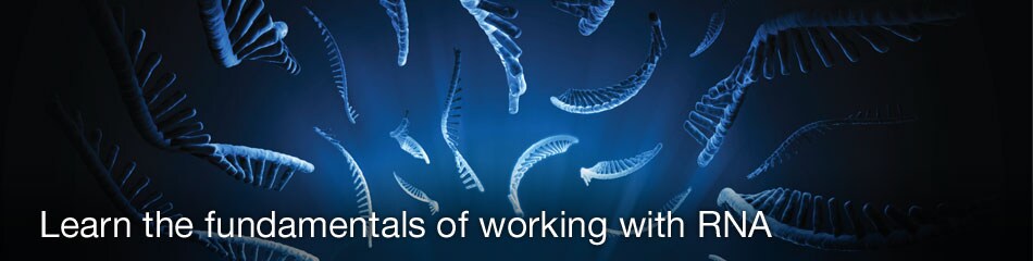 WF22294-header WF22294-header