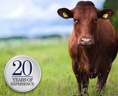 banner.par.1249.image.american-version banner.par.1249.image.american-version