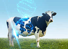 BovineMastitis BovineMastitis