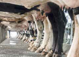 Bovine mastitis diagnosis Bovine mastitis diagnosis