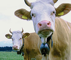 230x195-ah-prionics-cow 230x195-ah-prionics-cow
