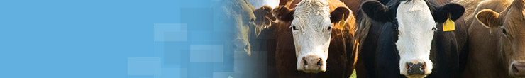 banner-diseases-bovine banner-diseases-bovine