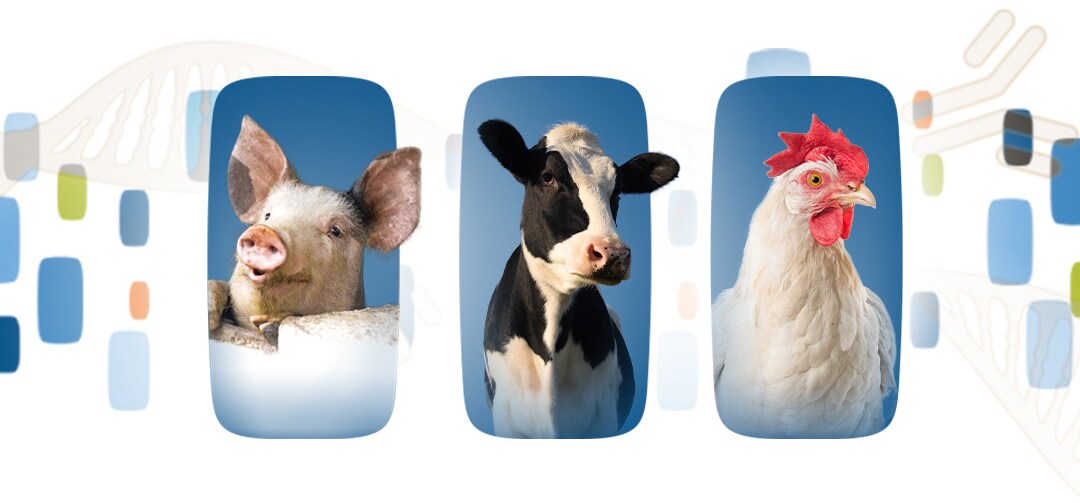 selection-tool-1 selection-tool-1