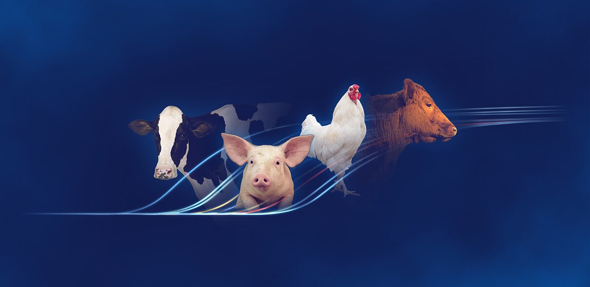 All animal with amp plot All animal with amp plot