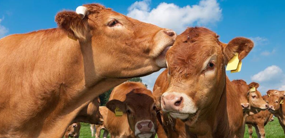 cows cows