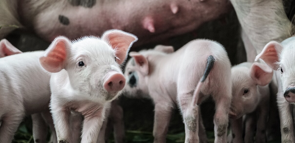 swine swine