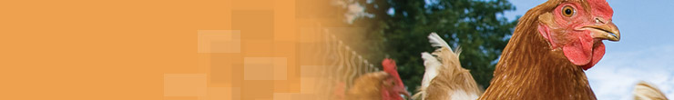 banner-diseases-avian banner-diseases-avian