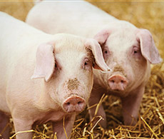 swine-nasal-swabs-230x195 swine-nasal-swabs-230x195