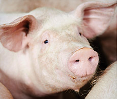 swine-oral-fluid-230x195 swine-oral-fluid-230x195