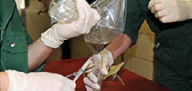 swine-instructions3-210x100 swine-instructions3-210x100