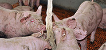 swine-instructions1-210x100 swine-instructions1-210x100