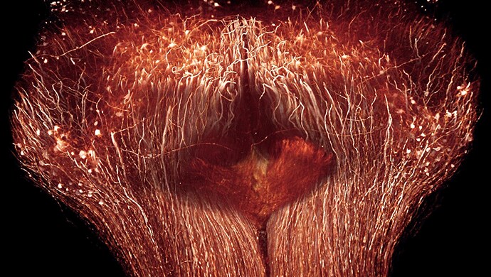 Volume rendering of cleared spinal cord Volume rendering of cleared spinal cord