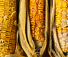 NaturalToxins_Biotoxins NaturalToxins_Biotoxins