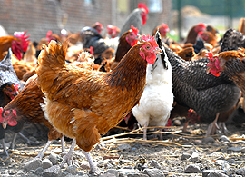 A serotype-specific PCR method for detecting Salmonella spp. in poultry A serotype-specific PCR method for detecting Salmonella spp. in poultry