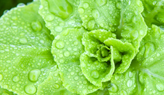 Strategies to combat microbial hazards associated with fresh produce Strategies to combat microbial hazards associated with fresh produce