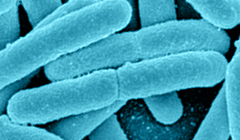 Making Food Safer According to ISO Methods Making Food Safer According to ISO Methods