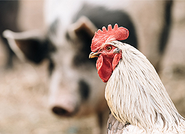 Faster path to actionable answers for poultry producers Faster path to actionable answers for poultry producers