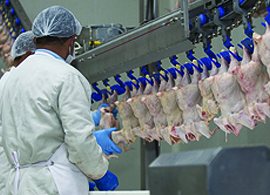 Why PCR-based Salmonella screening makes the best economic sense Why PCR-based Salmonella screening makes the best economic sense