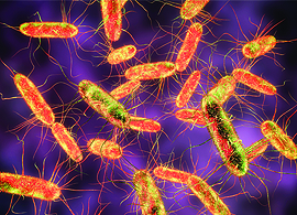 Keeping Salmonella out of the food chain Keeping Salmonella out of the food chain