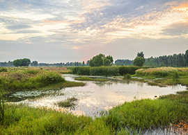 Water and grasses Water and grasses