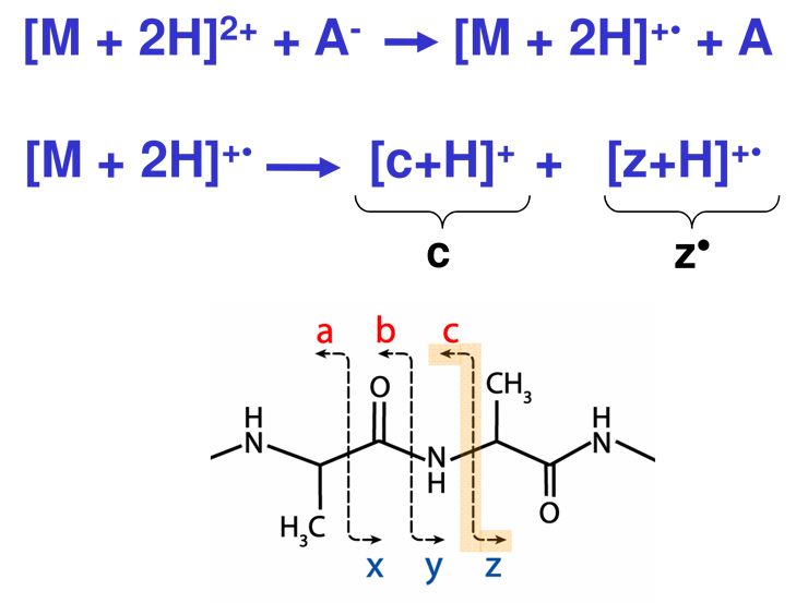 Figure 3. ETD transfers electrons to higher charge state cationic molecules, inducing fragmentation along peptide amide bonds. Figure 3. ETD transfers electrons to higher charge state cationic molecules, inducing fragmentation along peptide amide bonds.