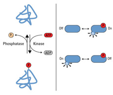 Protein Phosphorylation Protein Phosphorylation