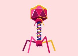 A Renaissance in Phage Therapy? A Renaissance in Phage Therapy?