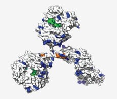 Intact non-reduced antibody characterization Intact non-reduced antibody characterization