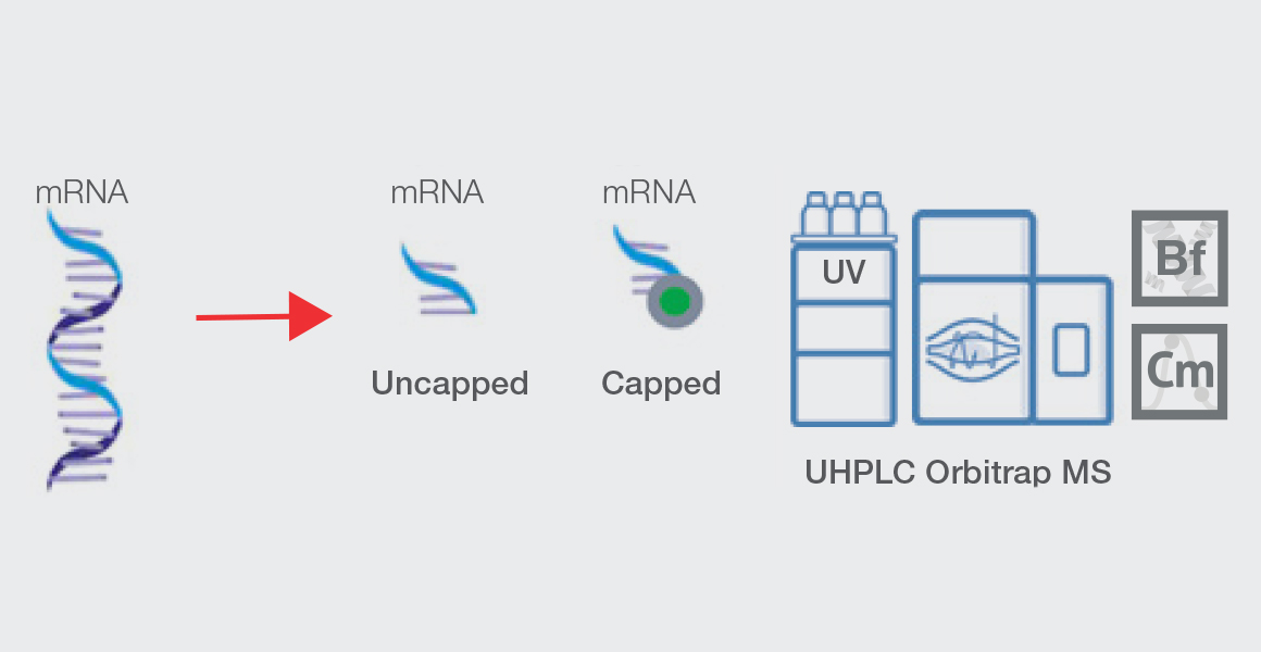 Uncapped mRNA Uncapped mRNA