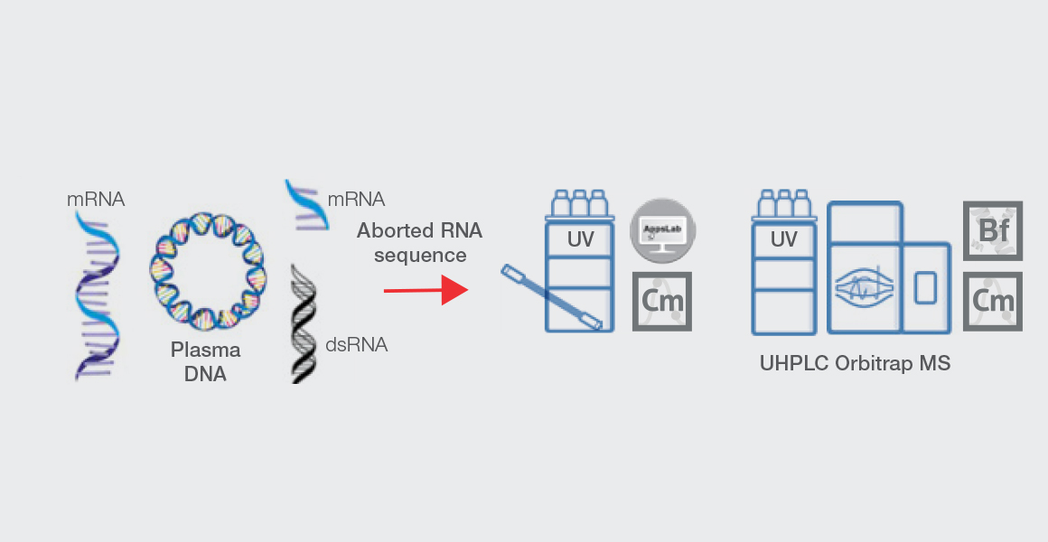 Short Transcripts, DNA Plasmid Template, dsRNA Short Transcripts, DNA Plasmid Template, dsRNA
