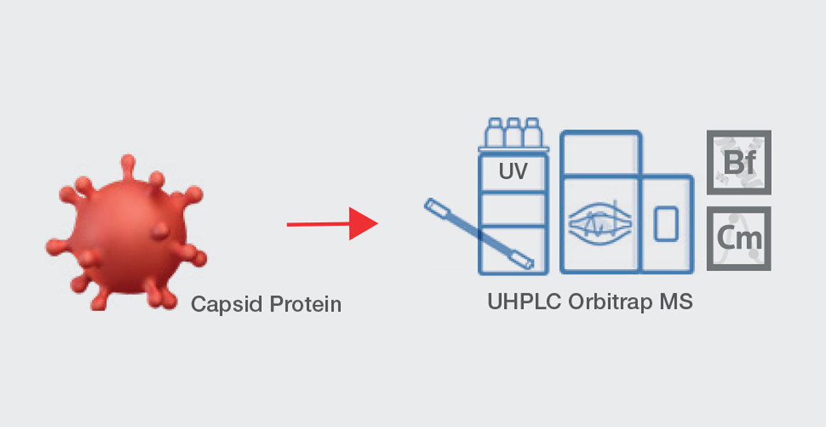 Capsid Characterization Capsid Characterization