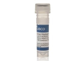 Hepatocytes Vial of Gibco hepatocytes
