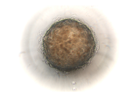 Gibco Human Spheroid-Qualified Hepatocytes Gibco Human Spheroid-Qualified Hepatocytes