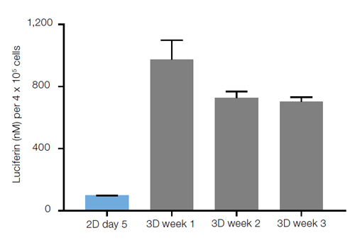 Results from luciferin assay Bar chart showing the amount of CYP3A4 activity in 2D culture and 3D cultures over 3 weeks