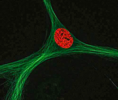 BacMam Mesechymal stem cell Human mesenchymal stem cell expressing microtubule via BacMam gene delivery technology
