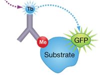 Cellular Epigenetics Assays Cellular Epigenetics Assays