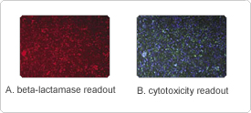 Population of cells expressing beta-lactamase as measured by LiveBLAzer™-FRET B/G substrate Population of cells expressing beta-lactamase as measured by LiveBLAzer™-FRET B/G substrate