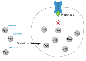 Mechanism of dye loading and retention Mechanism of dye loading and retention