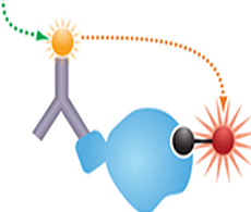 Biochemical Kinase Assays Biochemical Kinase Assays
