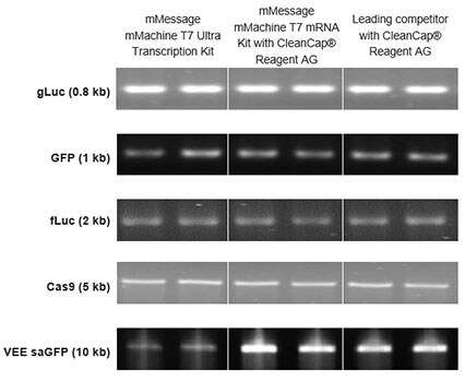 mRNA quality Graph of mRNA quality