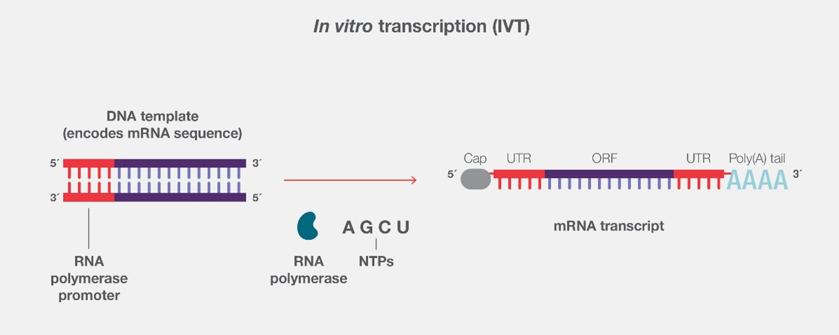 In vitro transcription reaction In vitro transcription combines a DNA template, RNA polymerase, and nucleotides to form IVT mRNA.