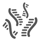 Transcriptome Transcriptome