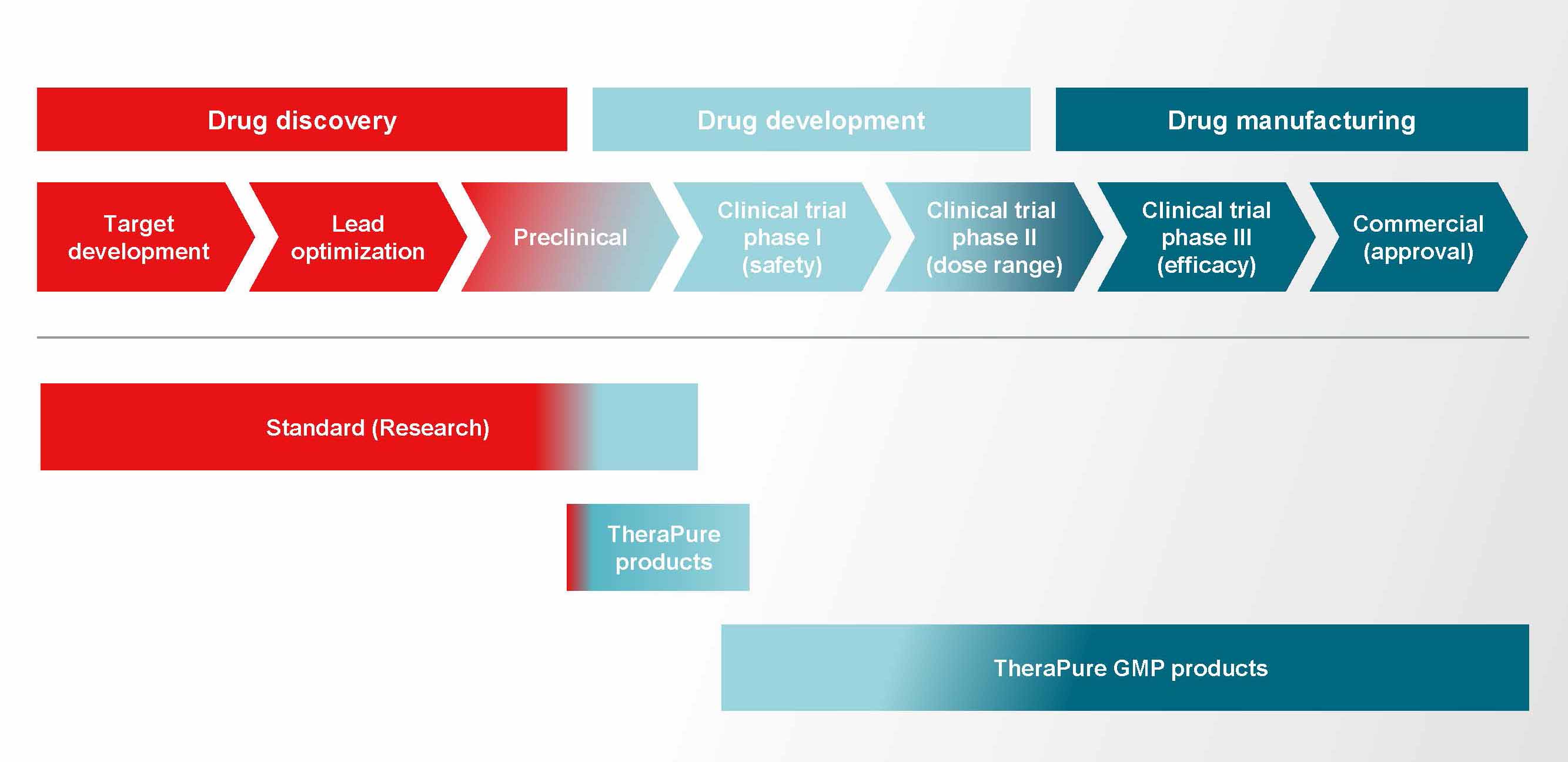 Drug discovery and manufacturing infographic Linear chevron process showing the three stages of drug development