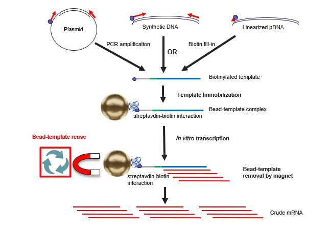 mRNA synthesis using Dynabeads Streptavidin Diagram of mRNA IVT workflow