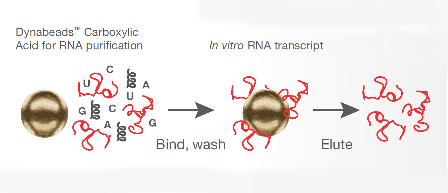 mRNA purification using Dynabeads streptavidin Diagram of mRNA purification workflow