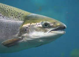 fish 1 fish 1