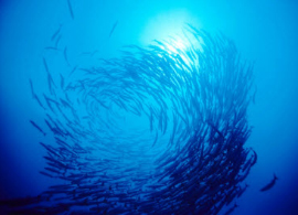 many fish many fish