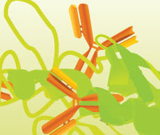 Antibody Application Notes Antibody Application Notes
